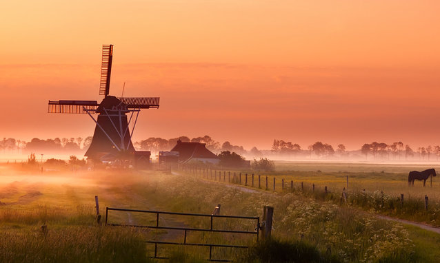 windmill and horses on pasture at sunrise