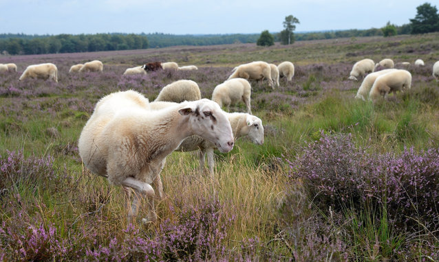 Flock of sheep grazing on Ermelo Heath