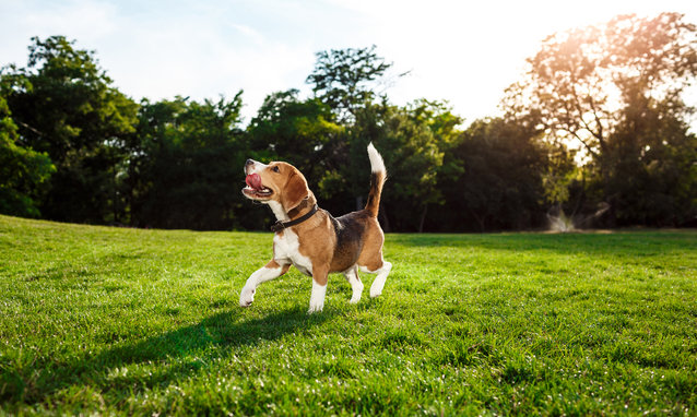 Funny happy beagle dog walking, playing in park.