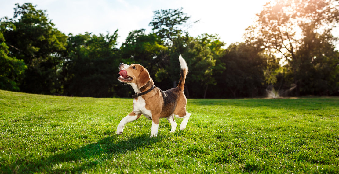 Funny happy beagle dog walking, playing in park.
